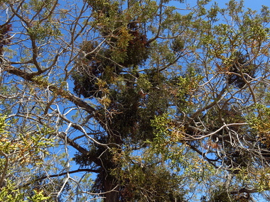 Mistletoe in California juniper
      (Juniperus californica)