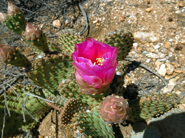 The cacti were blooming
