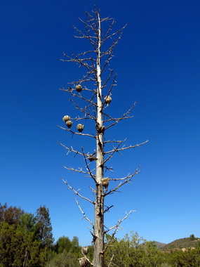 Last year's yucca seed pod