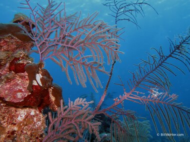 Nice corals and blue water