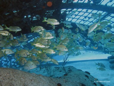 French grunts (Haemulon flavolineatum) enjoy the protection under The Dome