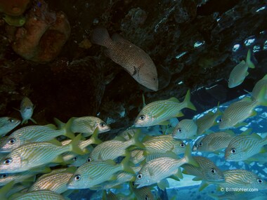 French grunts  (Haemulon flavolineatum) and a lone graysby (Cephalopholis cruentata) school under The Dome