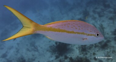 Yellowtail snapper (Ocyurus chrysurus)