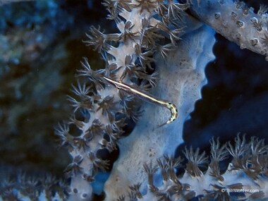 Arrow blenny (Lucayablennius zingaro)
