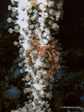A well-decorated shortfinger neck crab (Podochela sidneyi)