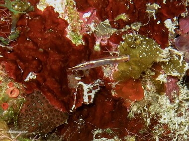 Arrow blenny (Lucayablennius zingaro)