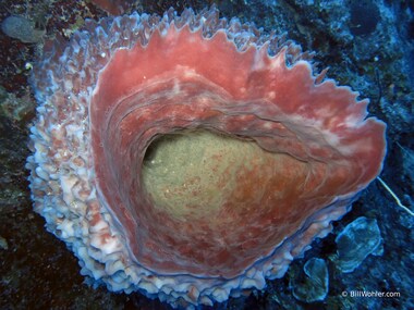 Looking inside a giant sponge