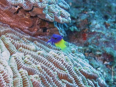 An ever-moving fairy basslet (Gramma loreto) is hard to photograph