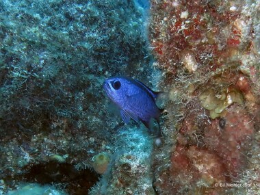 Blue chromis (Chromis cyanea)