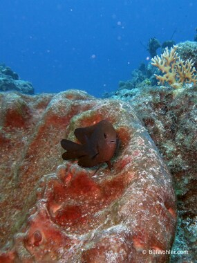 A longfin damselfish takes cover in a giant sponge (Stegastes diencaeus)
