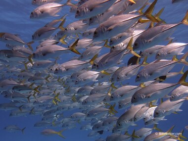 A school of horse-eye jacks (Caranx latus)