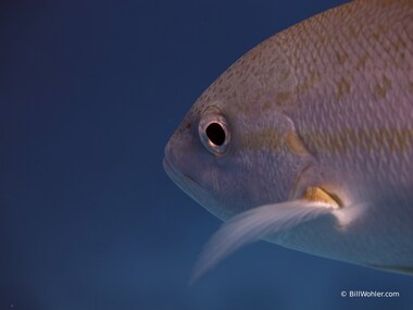 Yellowtail snapper (Ocyurus chrysurus)