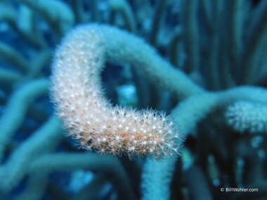 Detail of soft coral