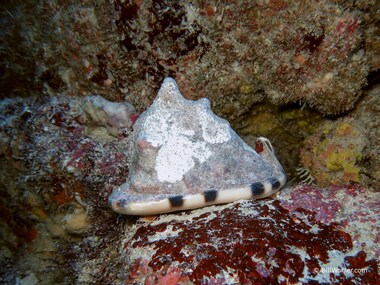 King helmet (Cassis tuberosa)