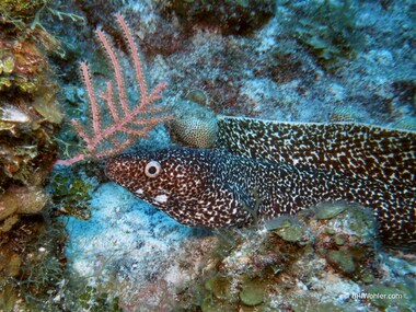 Spotted moray (Gymnothorax moringa)