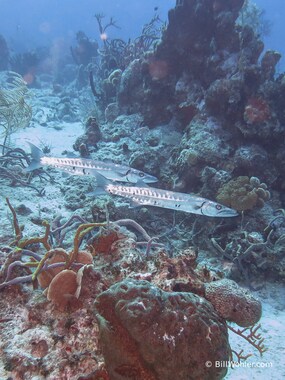 A pair of great barracuda (Sphyraena barracuda)
