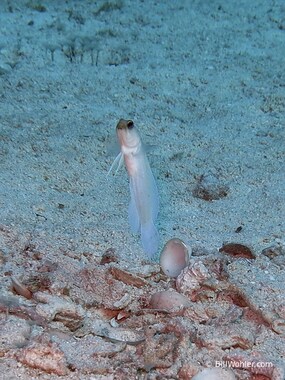 A yelowhead jawfish peeks warily out of its hole (Opistognathus aurifrons)