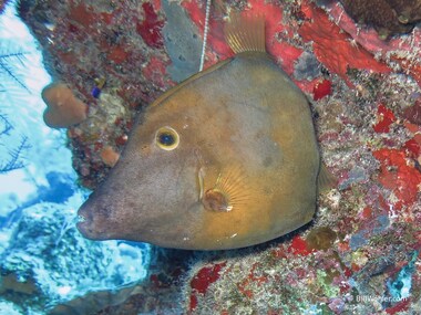 Whitespotted filefish (Cantherhines macrocerus)