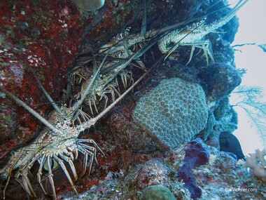 A pod of Caribbean spiny lobsters (Panulirus argus)