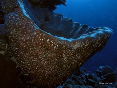 This sponge looks like a piece of pottery