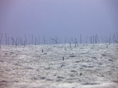 Brown garden eels (Heteroconger longissimus)