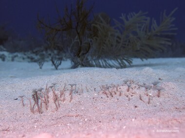 A patch of variegated feather dusters (Bispira variegata)