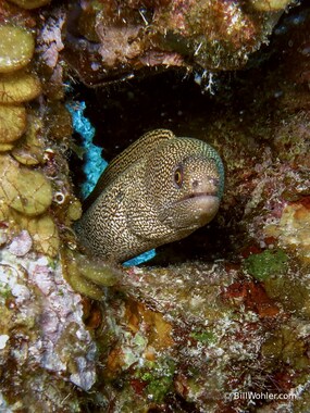 Goldentail moray (Gymnothorax miliaris)