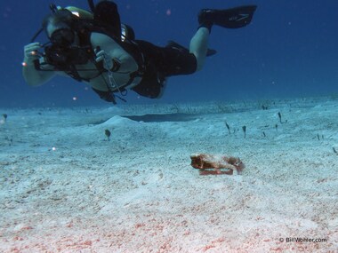 Lowel photographs the shortnose batfish (Ogcocephalus nasutus)