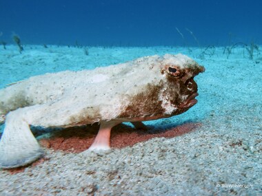 The shortnose batfish, with a face that only a mother could love... (Ogcocephalus nasutus)