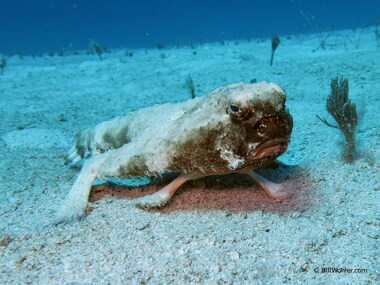 batfish