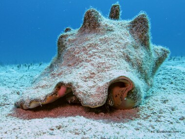 Queen conch (Lobatus gigas)