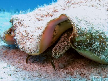 The eye of the queen conch (Lobatus gigas)