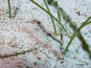 A tiny pipehorse (Acentronura dendritica)
