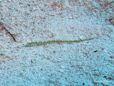 Shortfin pipefish (Cosmocampus elucens)
