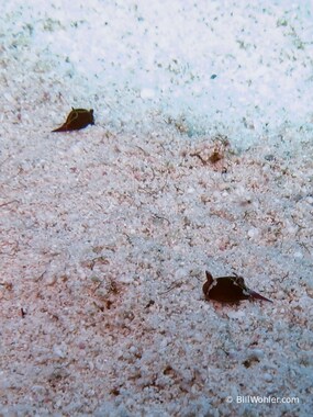 A pair of tiny flapping dingbats that only Amanda could find (Gastropteron chacmol)
