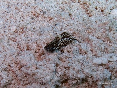 An equally tiny berolina aglaja that only Amanda could find (Chelidonura berolina)