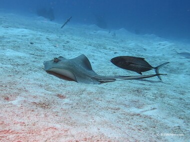 Southern stingray and friend (or mooch) (Dasyatis americana)