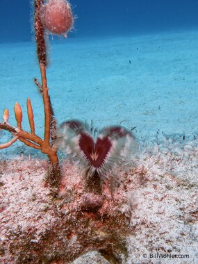 A splitcrown feather duster (Anamobaea oerstedi)