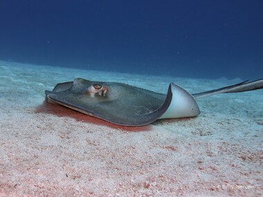 Southern stingray (Dasyatis americana)