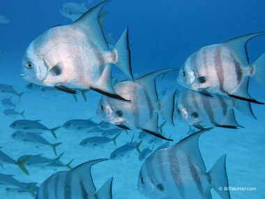 A school of Atlantic spadefish (Chaetodipterus faber)