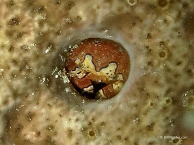 I found this little gaudy clown crab in a 1-2 cm hole in the coral (Platypoldiella spectabilis)