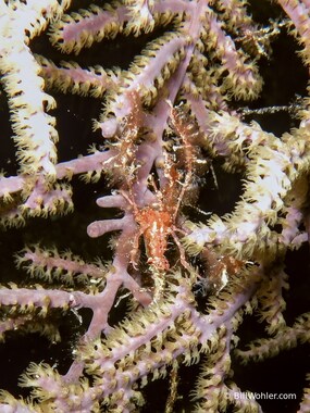 Another well-decorated shortfinger neck crab (Podochela sidneyi)
