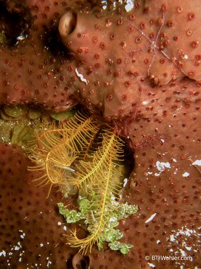Can you spot the sponge brittle star, ribbon worm (Nemertea), and crinoid? (Ophiothrix suensoni)