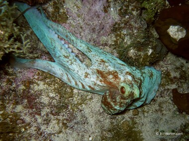 During a night dive, we spotted this Caribbean reef octopus (Octopus briareus)...