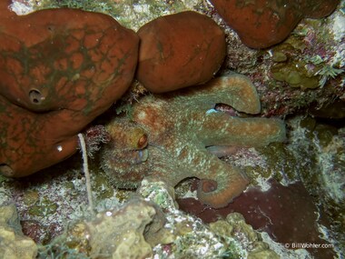 ...who first assumed the color of the nearby sponges...