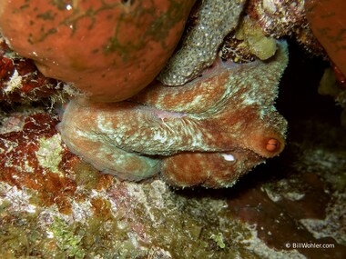 He (or she) moved around assuming different shapes