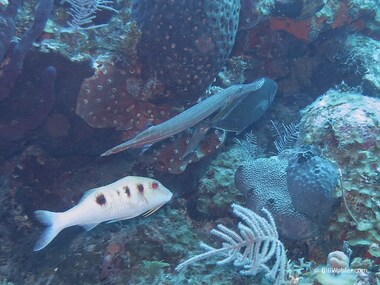 An unlikely trio of spotted goatfish, Atlantic trumpetfish, and another unidentified fish hunt together (Pseudupeneus maculatus)(Aulostomus maculatus)