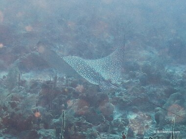 A brief glimpse of a spotted eagle ray (Aetobatus narinari)