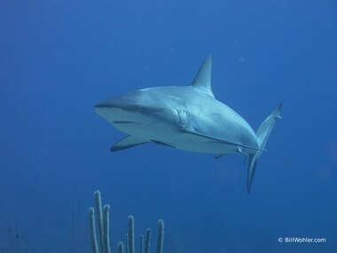 This dive site has a lot of reef sharks (Carcharhinus perezii)