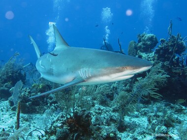This dive site has a lot of reef sharks (Carcharhinus perezii)